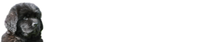 Newfoundland Puppy Breeders logo