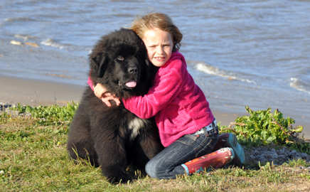 Picture of a Newfoundland puppy being cuddled by a girl.
