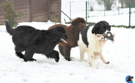Picture of three Newfoundland puppies playing in the snow.